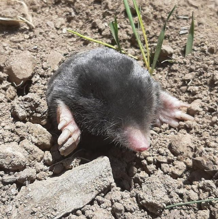 hewan dengan penglihatan terburuk